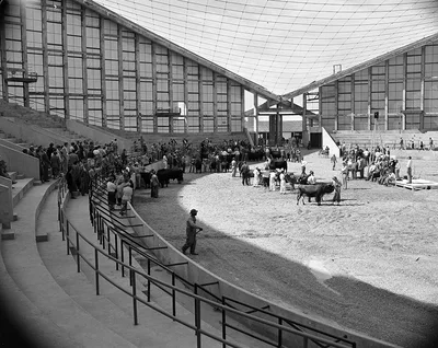 Dorton Arena — Cattle judging event at Dorton Arena (Cow Palace) before roof was inst